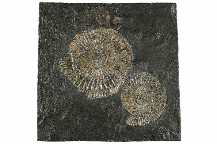 Fossil Ammonite (Dactylioceras) Cluster - Posidonia Shale, Germany #304971